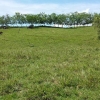 FINCA TAMESIS SUROESTE Cod. FC-0110